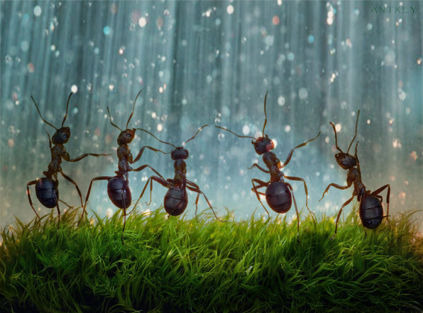 hormigas bajo la lluvia